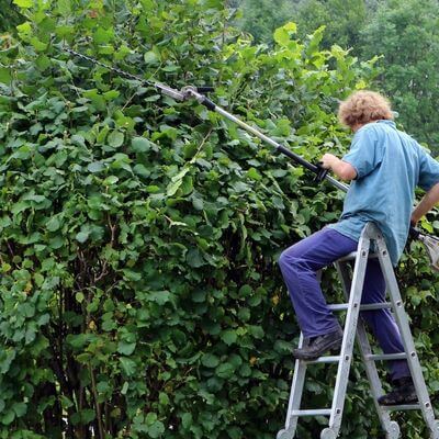 Man on ladder cutting a hedge