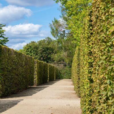 Tall hedges with paths in between