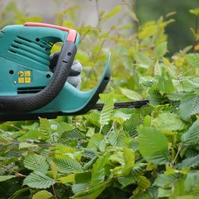 Electric hedge trimmer cutting a green hedge